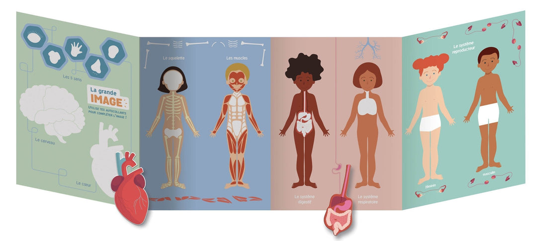 Le corps humain Livre apprentissage Auzou Mlle et Coco