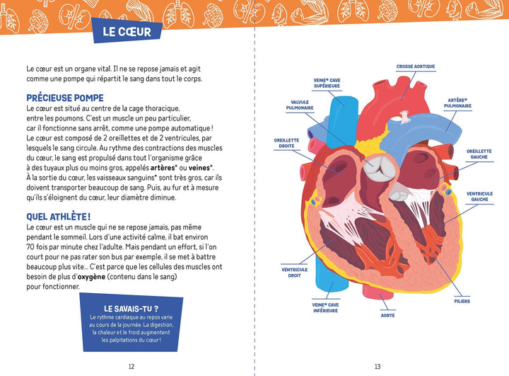 Coffret Je découvre le corps humain Auzou éditions Mlle et Coco