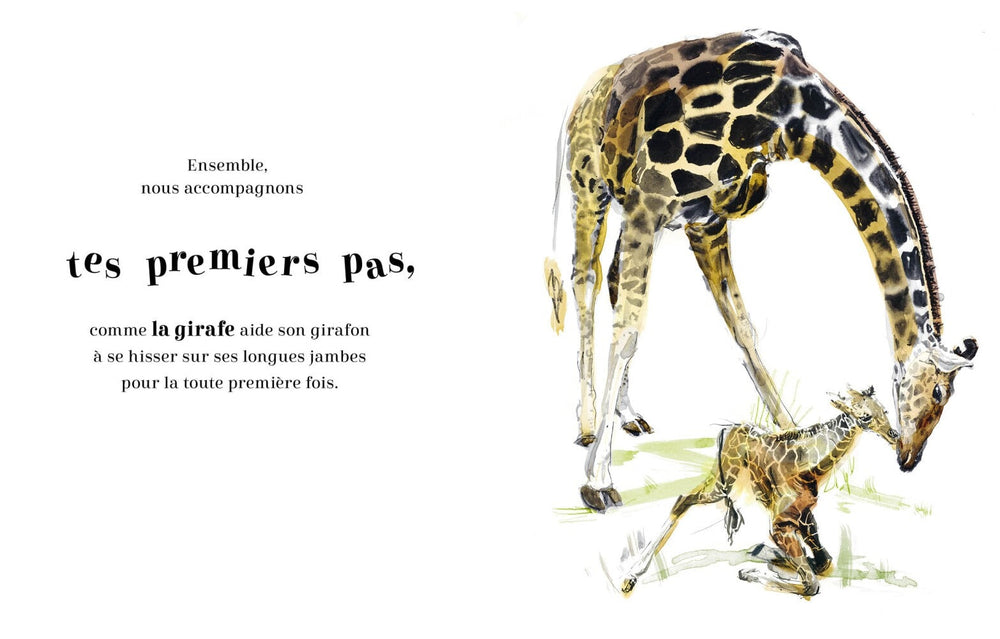 Livre Toujours Ensemble Famille Animaux Auzou Mlle et Coco