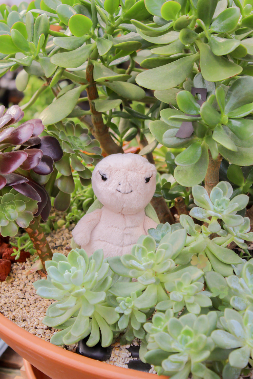 Peluche la tortue Thimble Jellycat Mlle et Coco