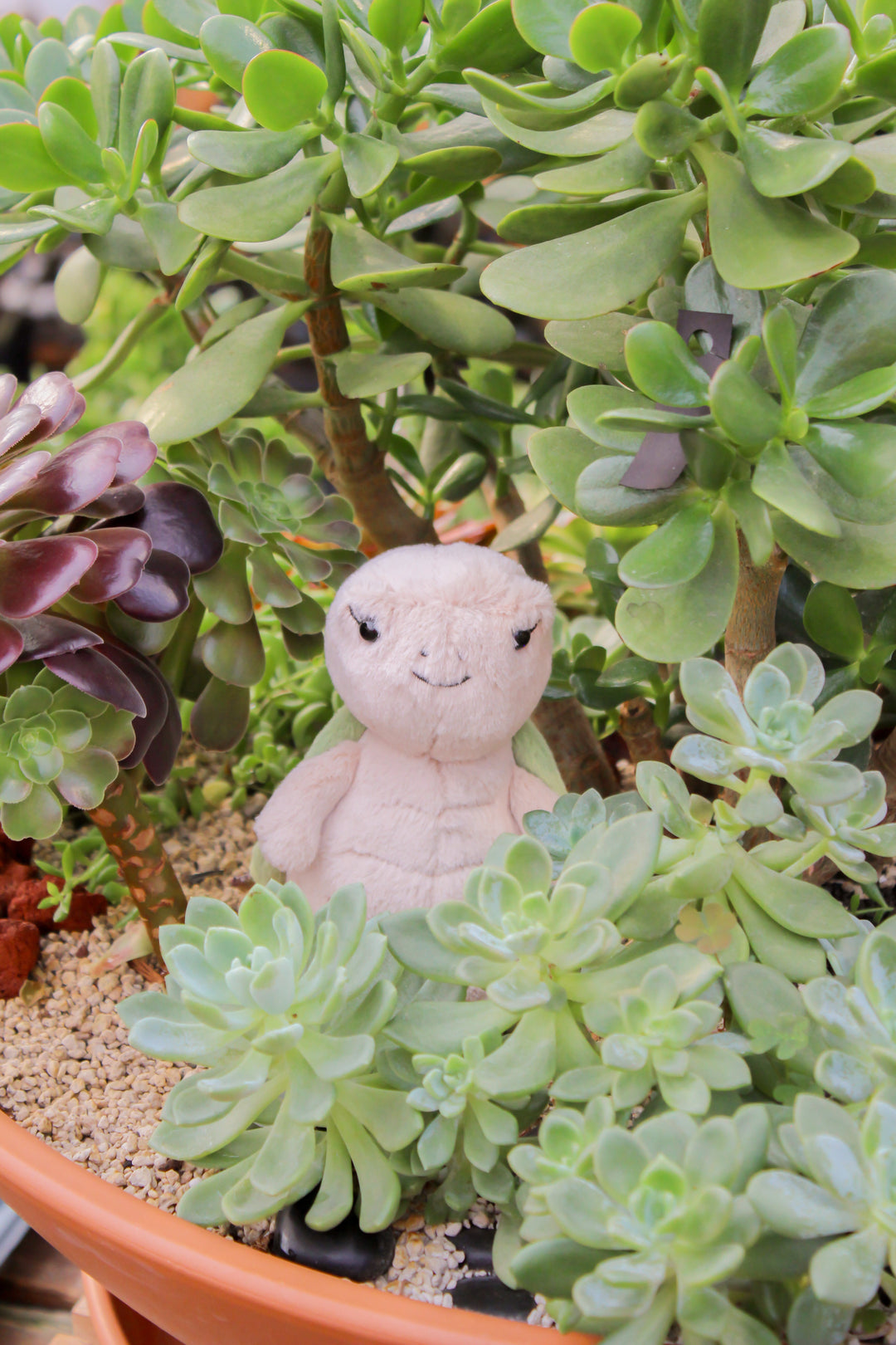 Peluche la tortue Thimble Jellycat Mlle et Coco