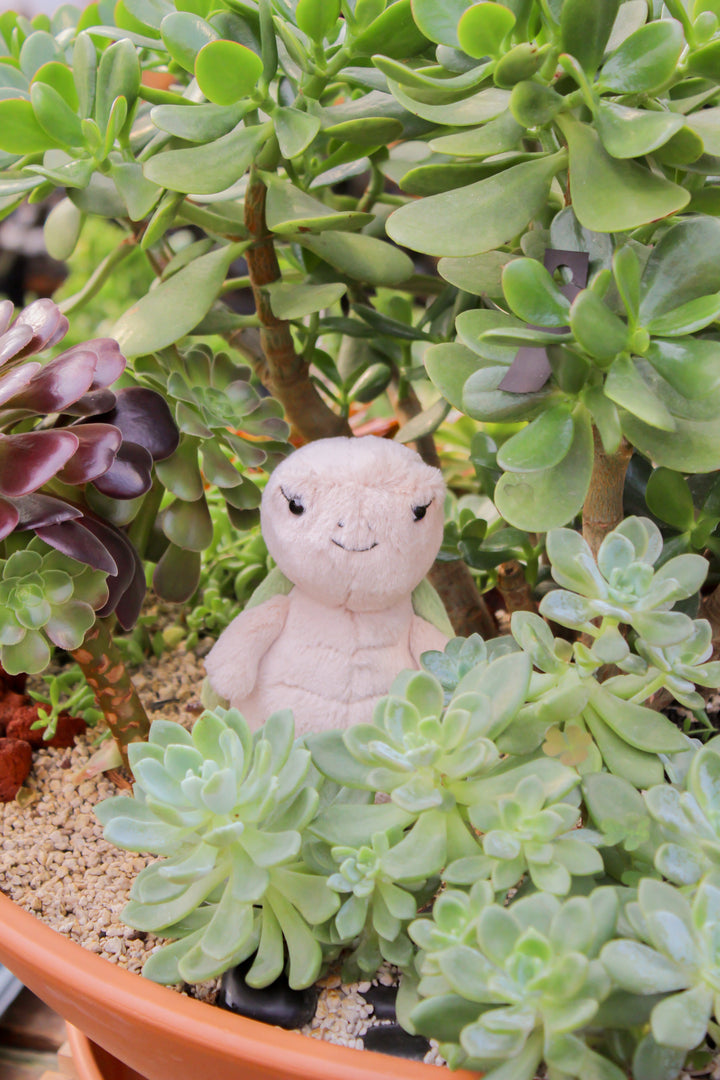 Peluche la tortue Thimble Jellycat Mlle et Coco